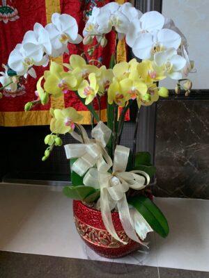 編號:F00025----氣質白黃雙色高盆蘭花